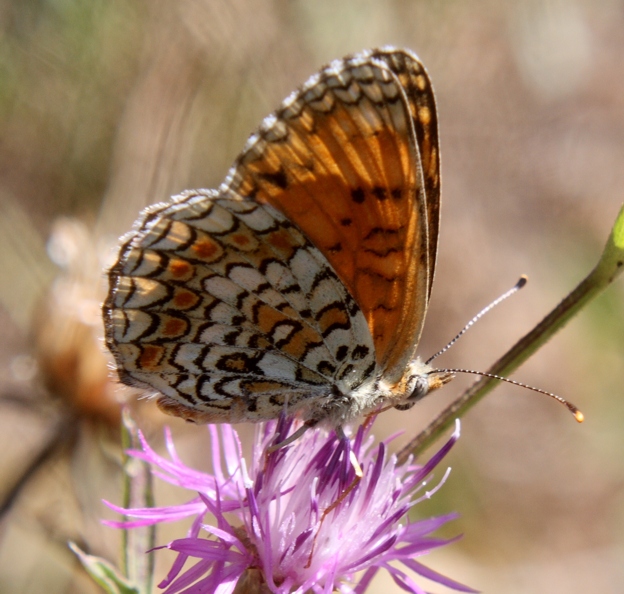 Meliteae da determinare